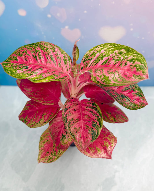 The Ultimate Plant Care Guide