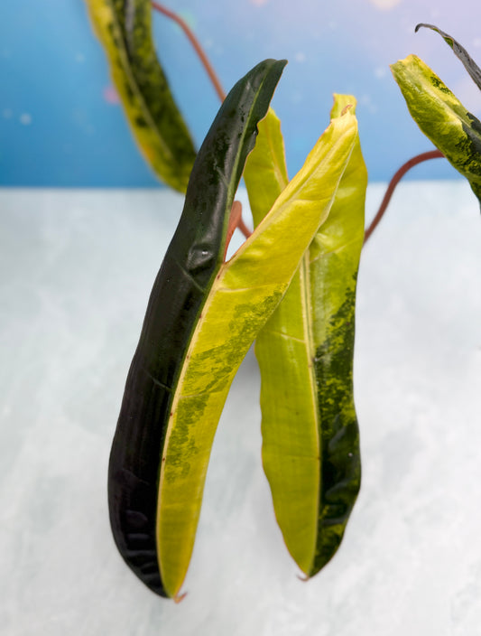Philodendron Billietiae Variegated