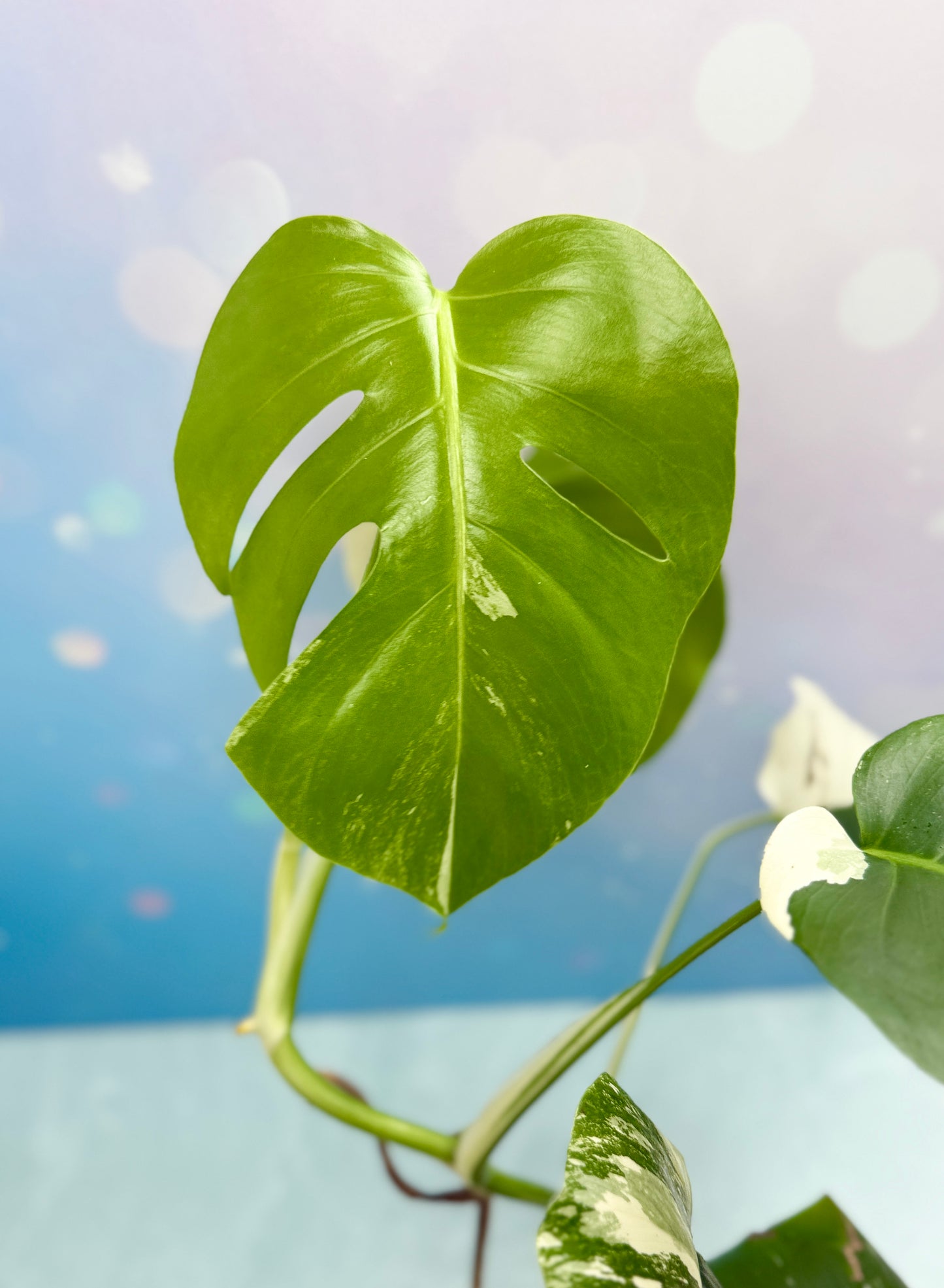 Monstera Albo