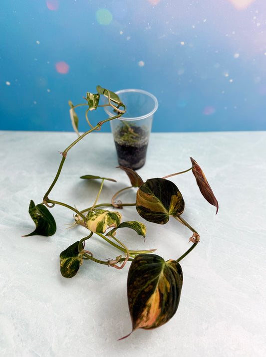 Philodendron Micans Variegated