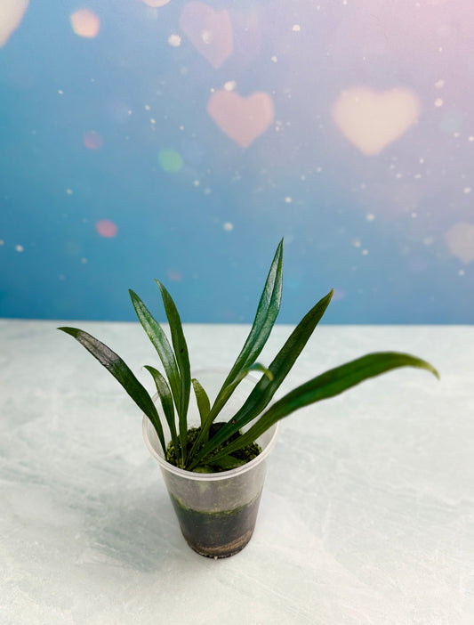 Blue Oil Fern Microsorum Thailandicum