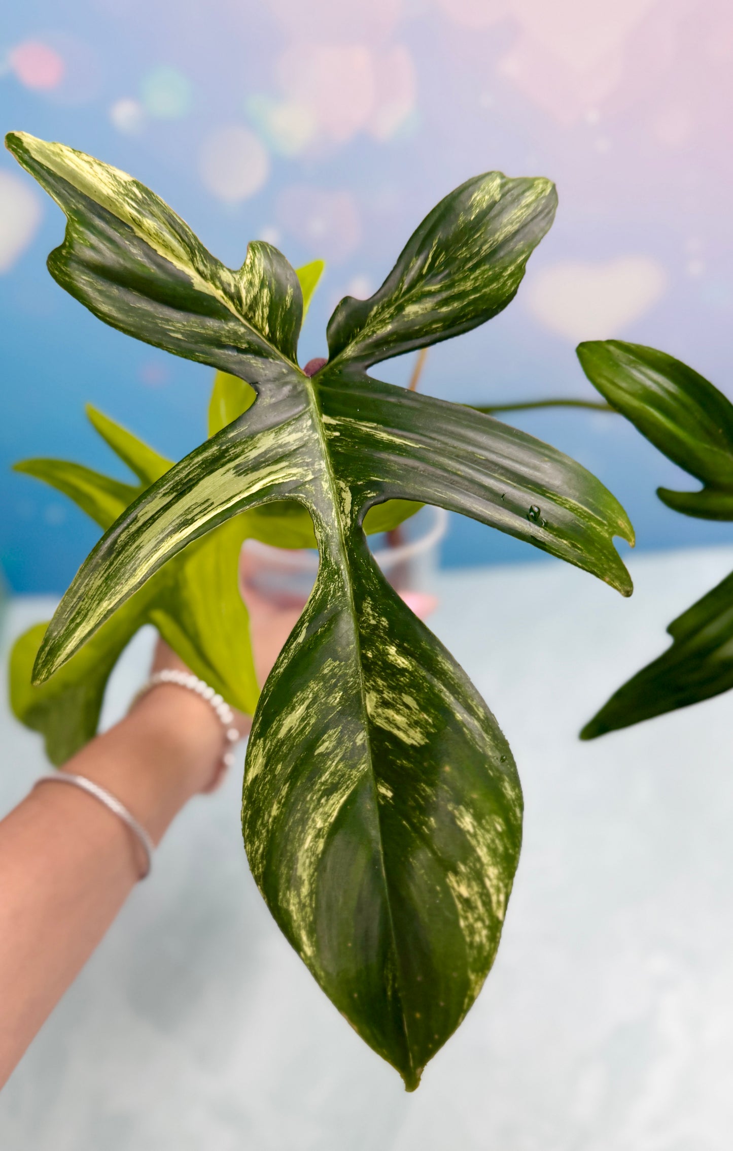 Florida Beauty Variegated