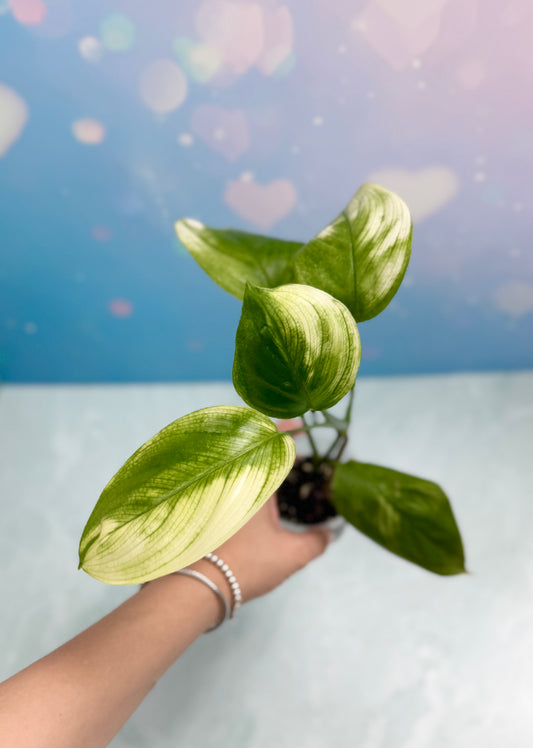 Scindapsus White Monster