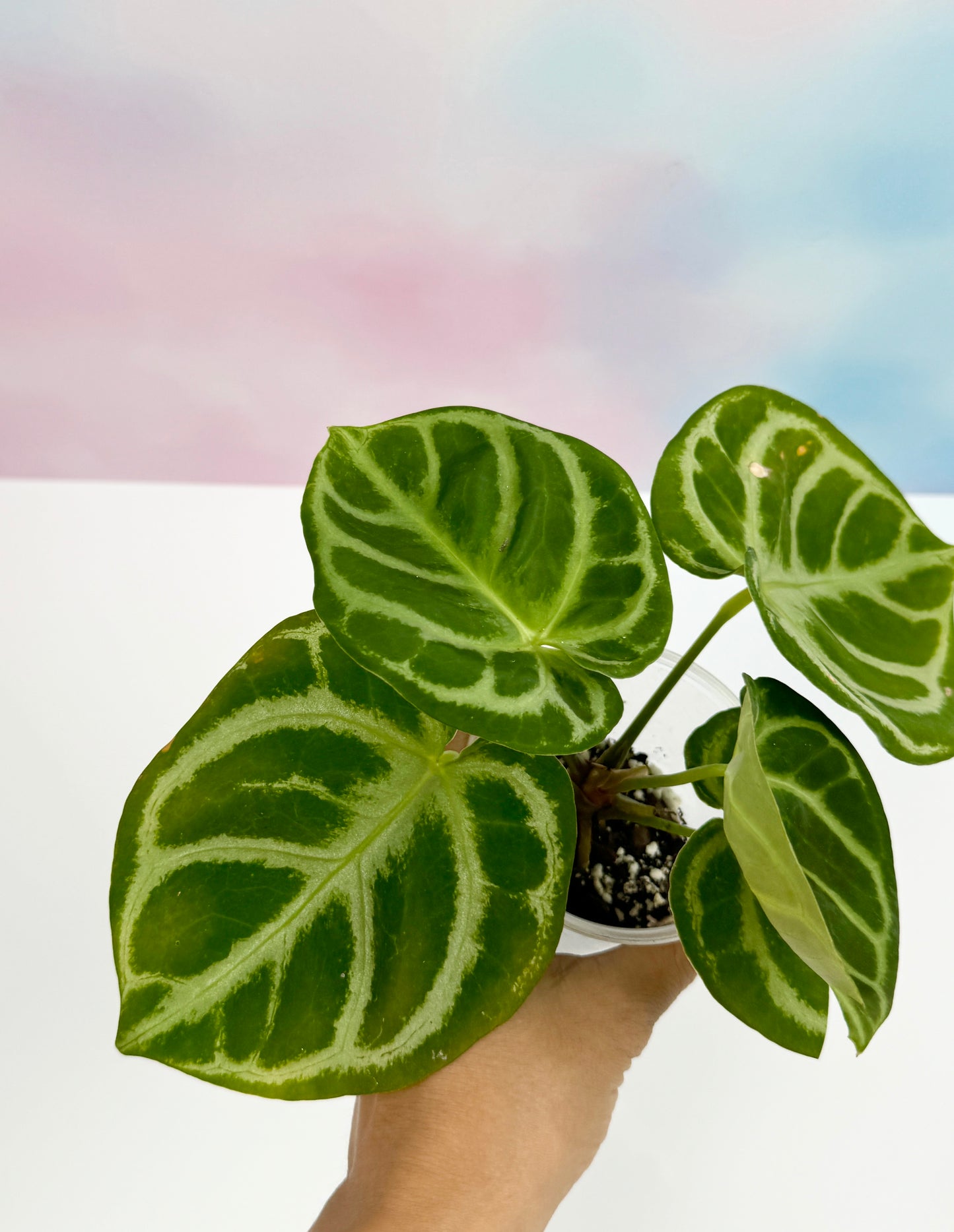 Anthurium Doyraki Silver - AroidzOasis