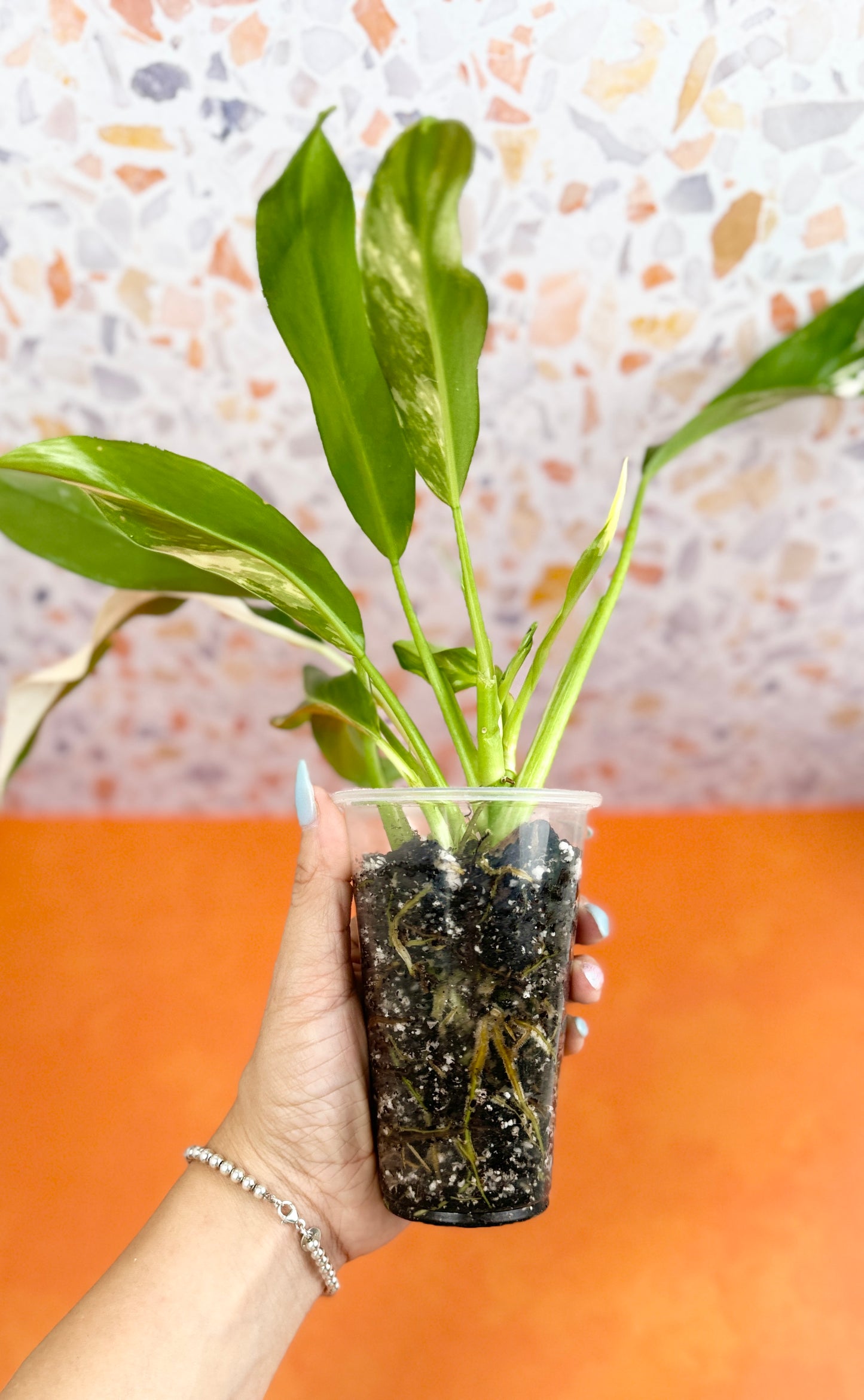 Philodendron Wende Imbe Variegated - AroidzOasis