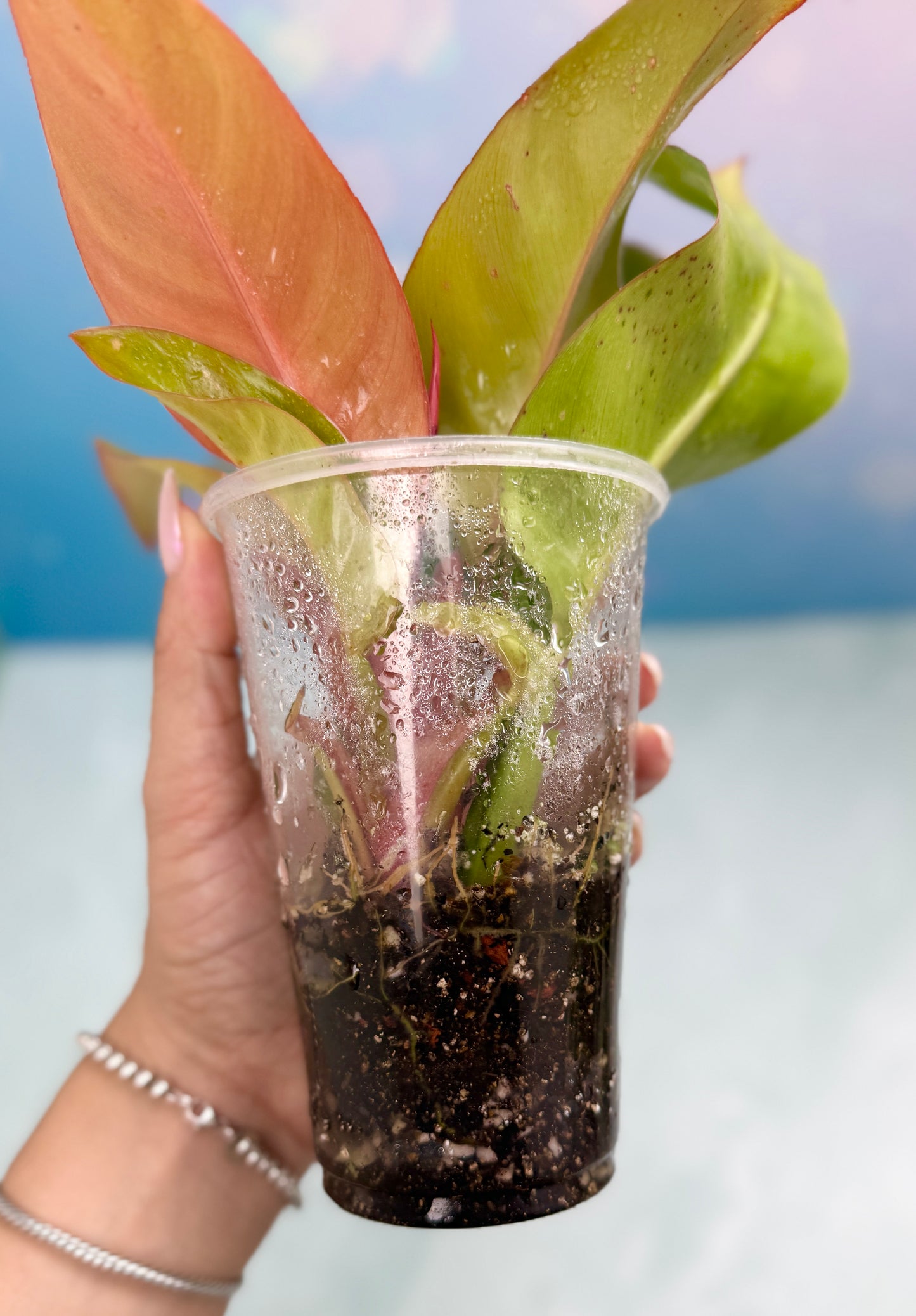 Philodendron Red Moon