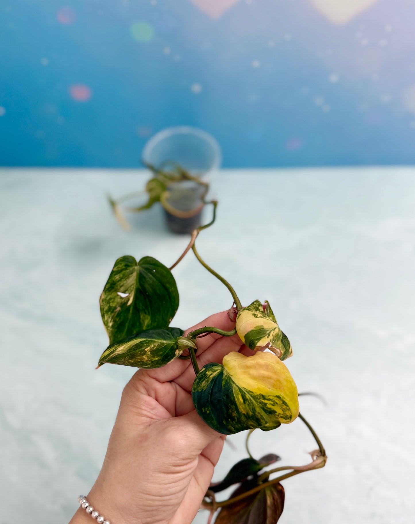 Philodendron Micans Variegated