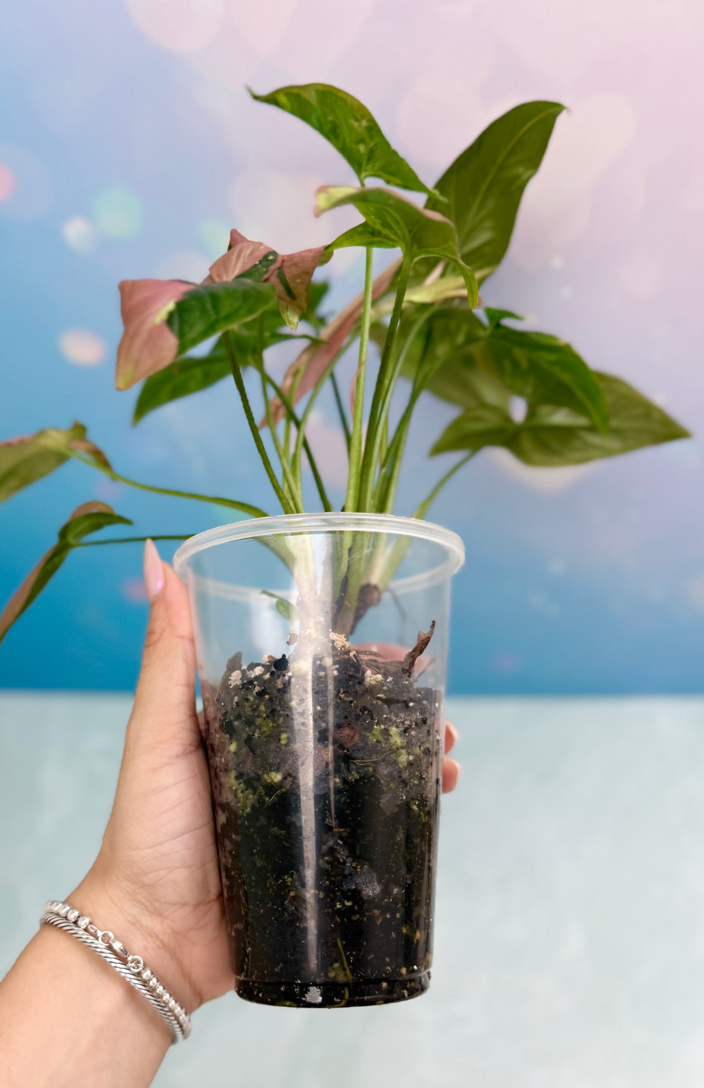 Syngonium Red Spot Tri-Color Bushel