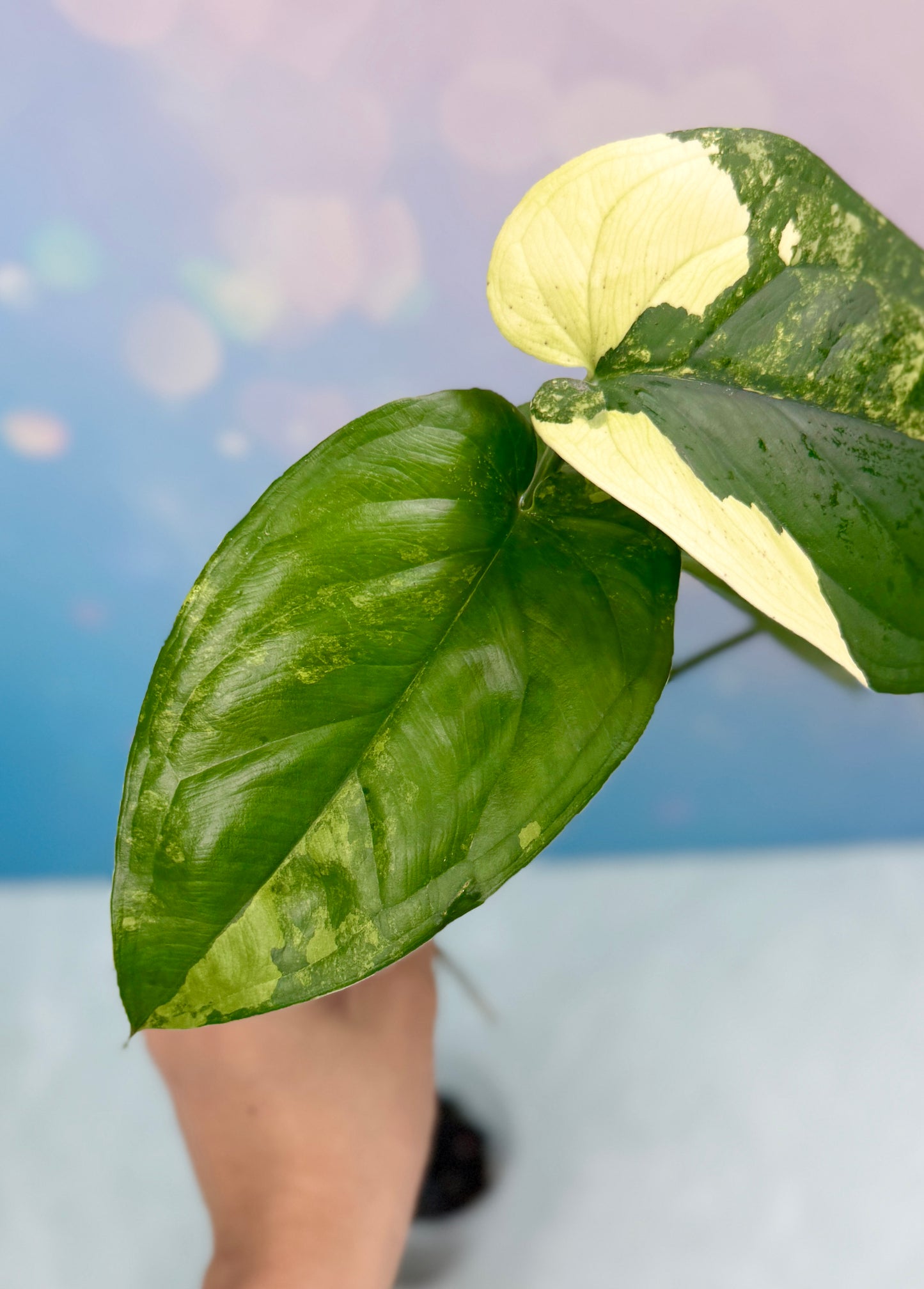 Syngonium Chiapense Variegated