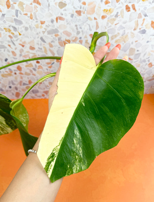 Monstera Borsigiana Aurea - AroidzOasis