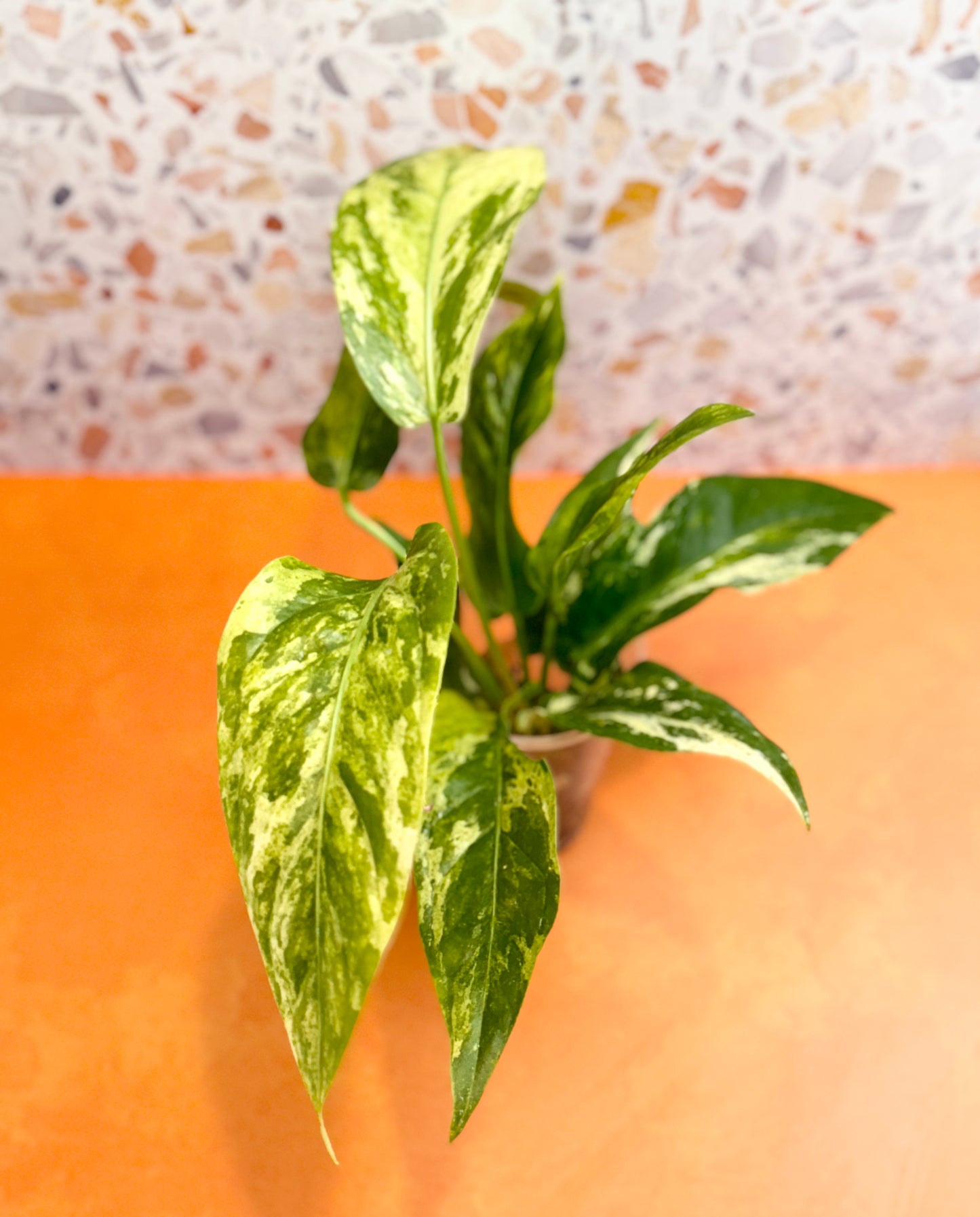 Anthurium ‘Hookeri’ Variegated