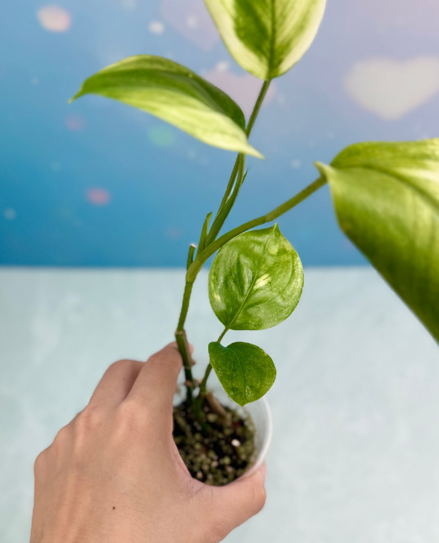 Scindapsus White Monster