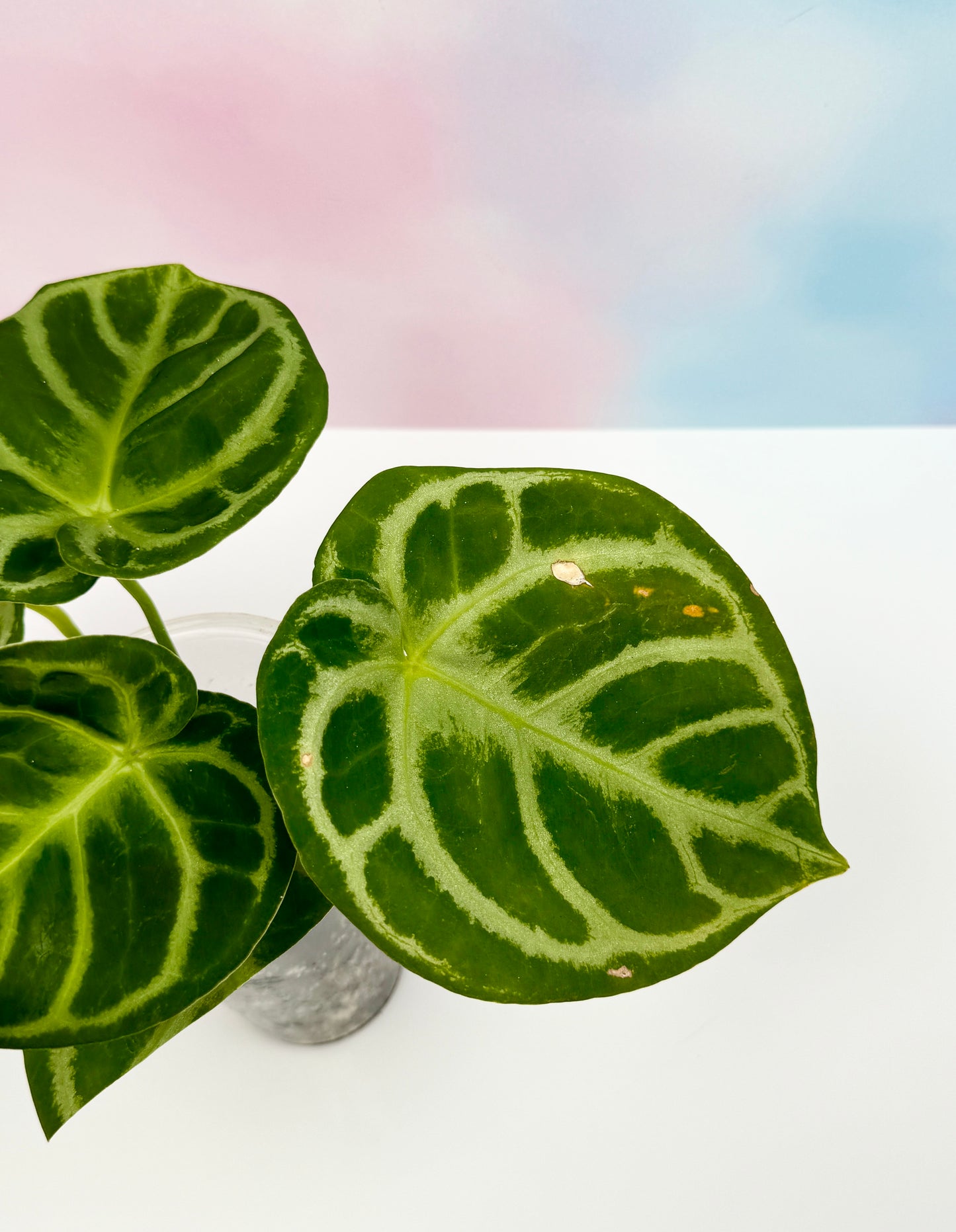 Anthurium Doyraki Silver - AroidzOasis