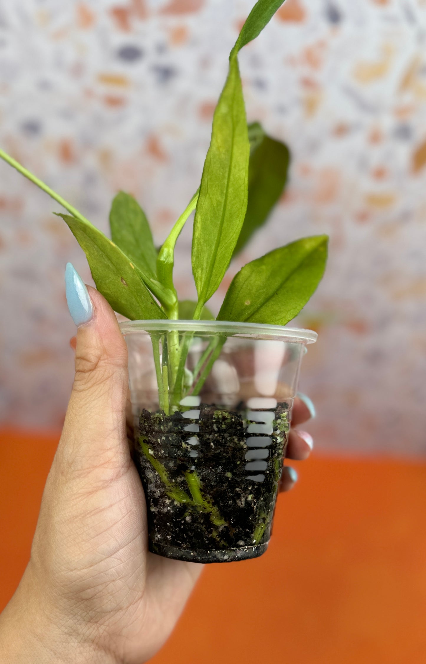 Anthurium Vittarifolium Variegated - AroidzOasis