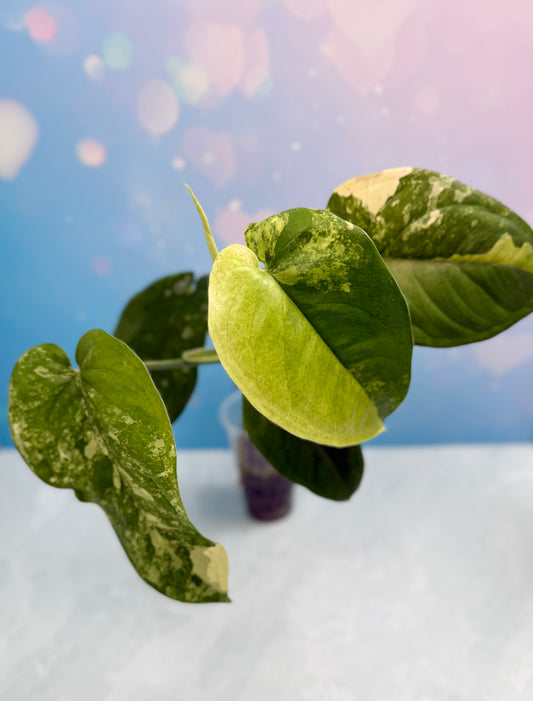 Syngonium Chiapense Variegated