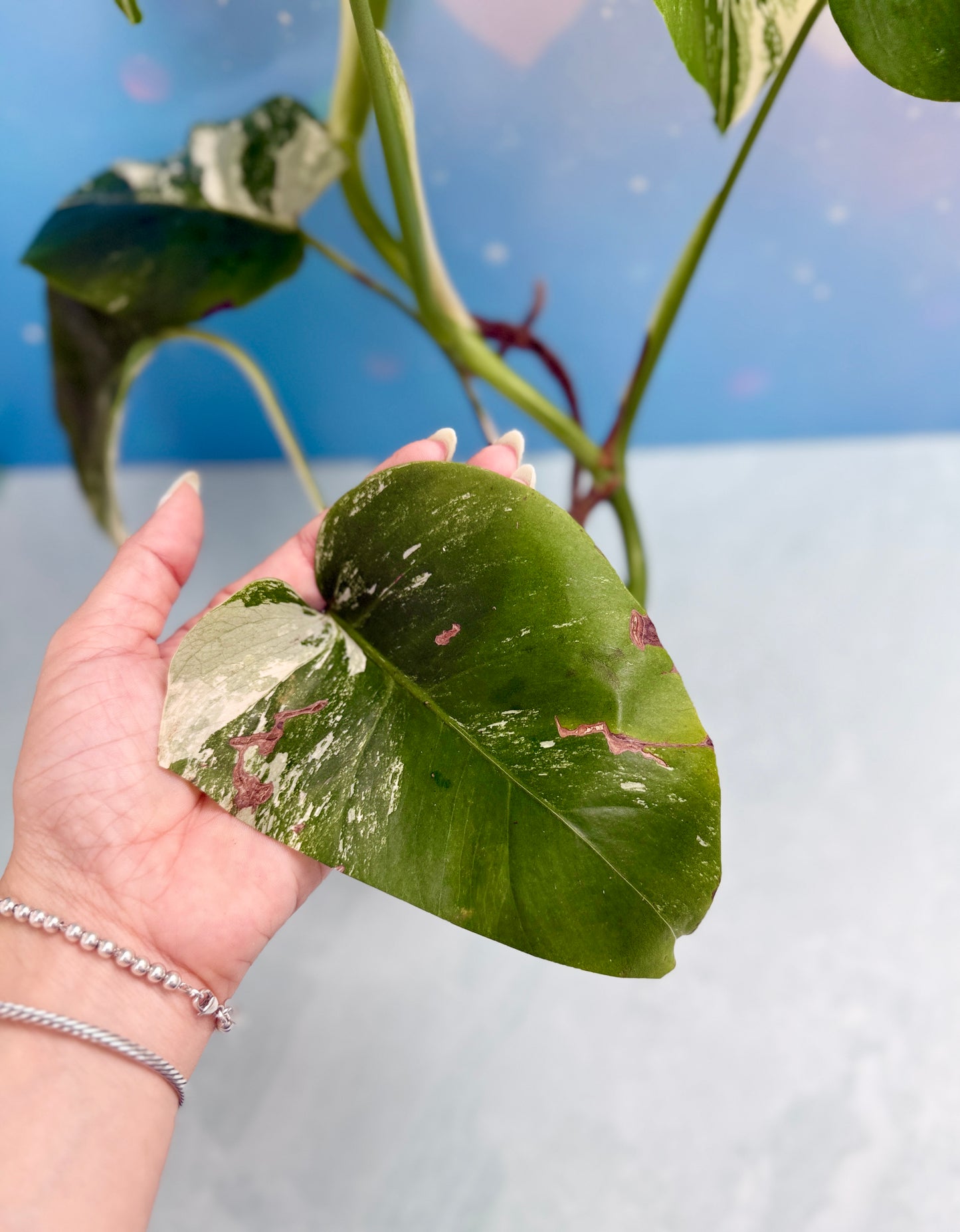 Monstera Albo