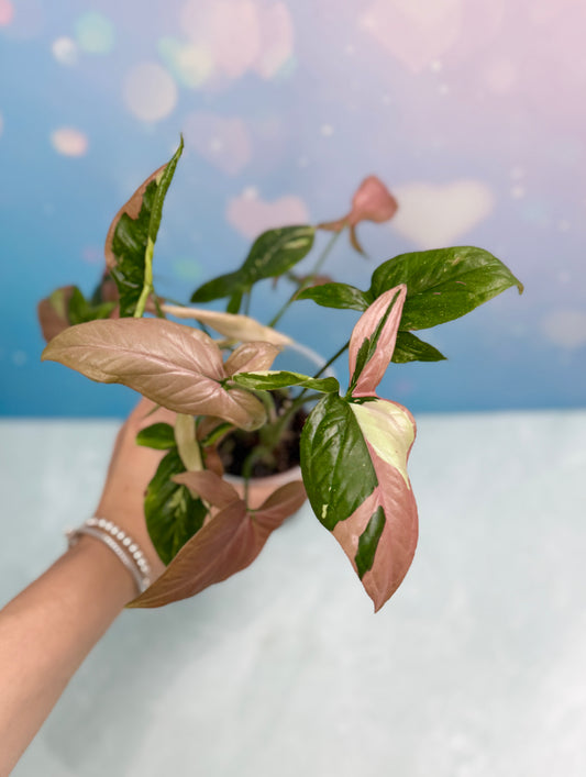 Syngonium Red Spot Tri-Color Bushel