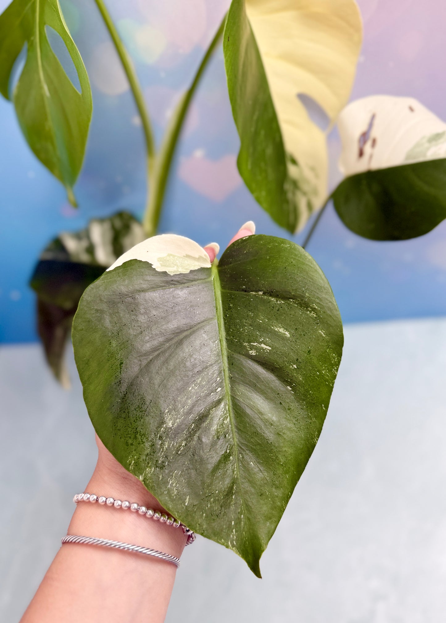 Monstera Albo