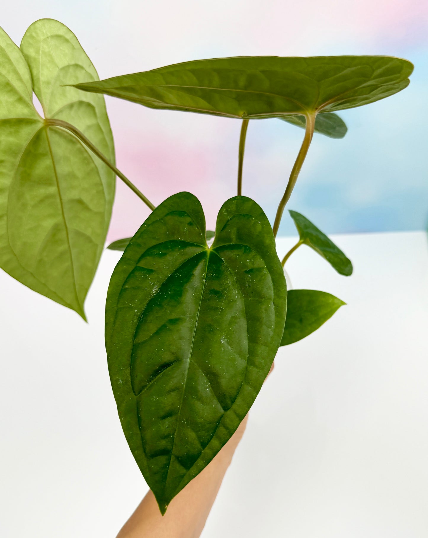 Anthurium Dark Phoenix x Luxurians - AroidzOasis