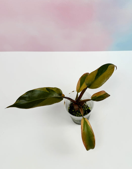 Philodendron Black Cardinal Variegated - AroidzOasis