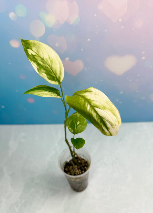 Scindapsus White Monster