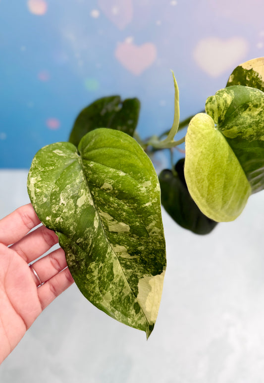 Syngonium Chiapense Variegated