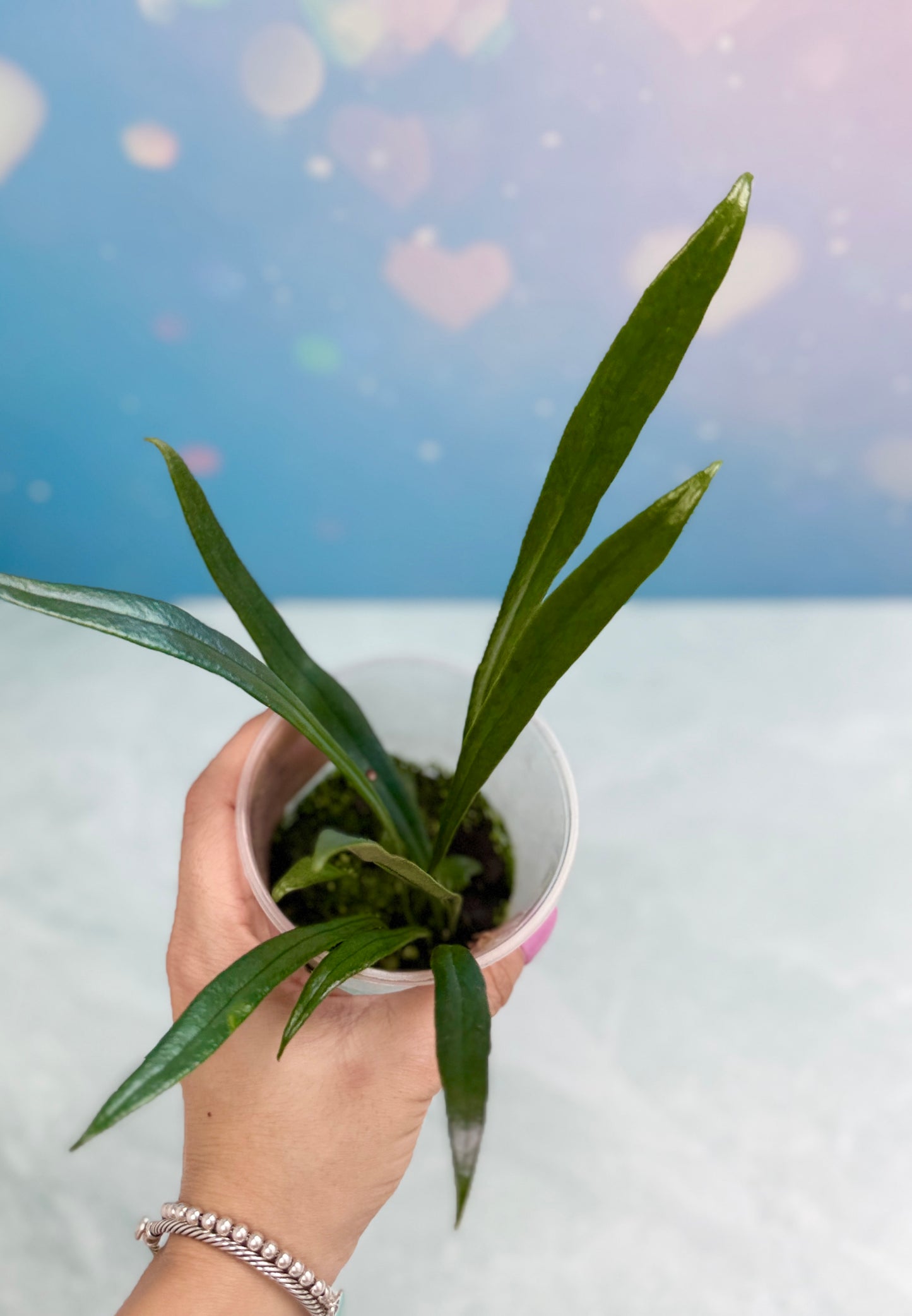 Blue Oil Fern Microsorum Thailandicum