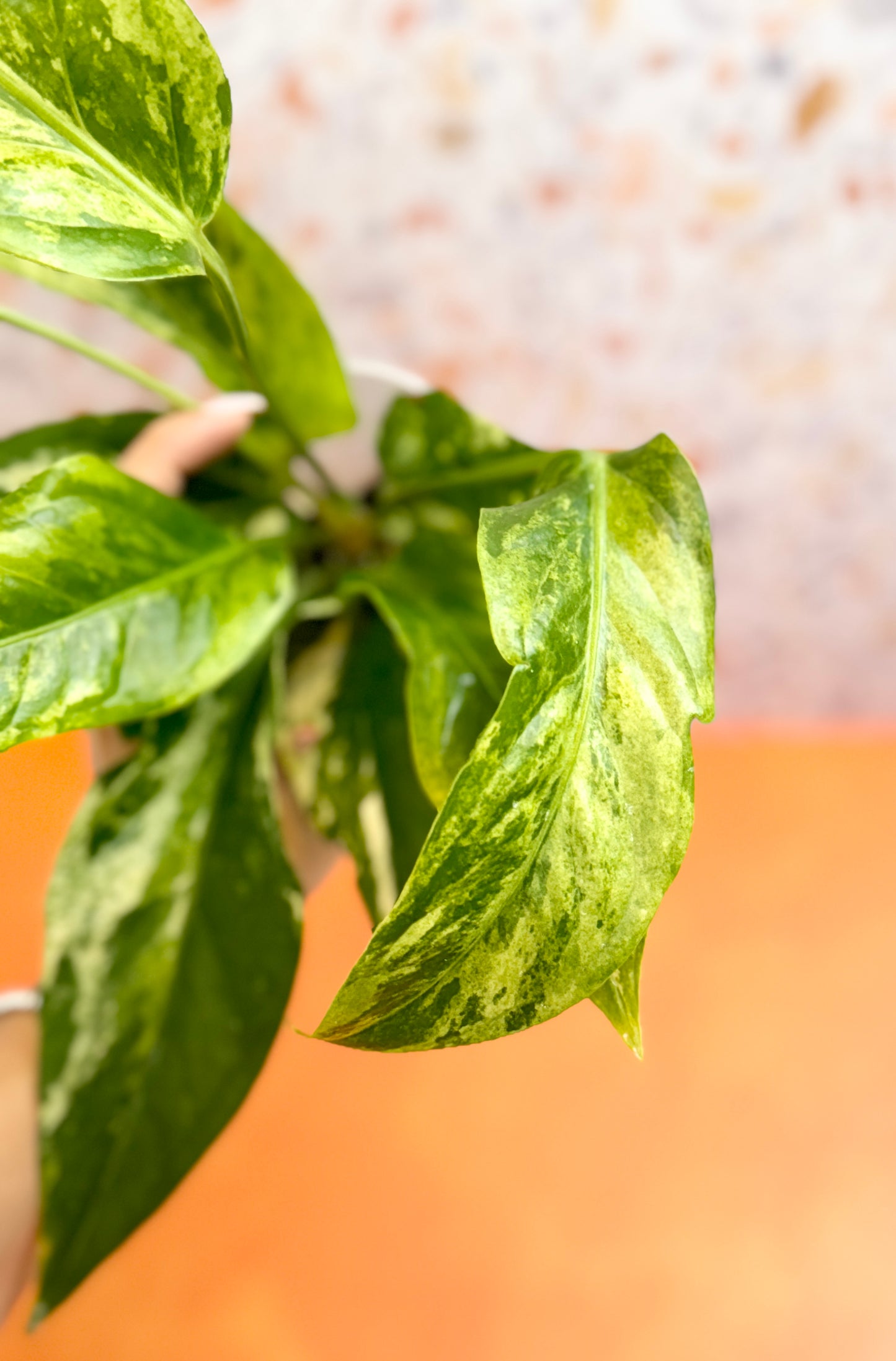 Anthurium ‘Hookeri’ Variegated