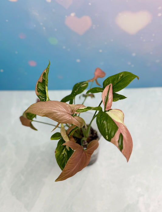 Syngonium Red Spot Tri-Color Bushel