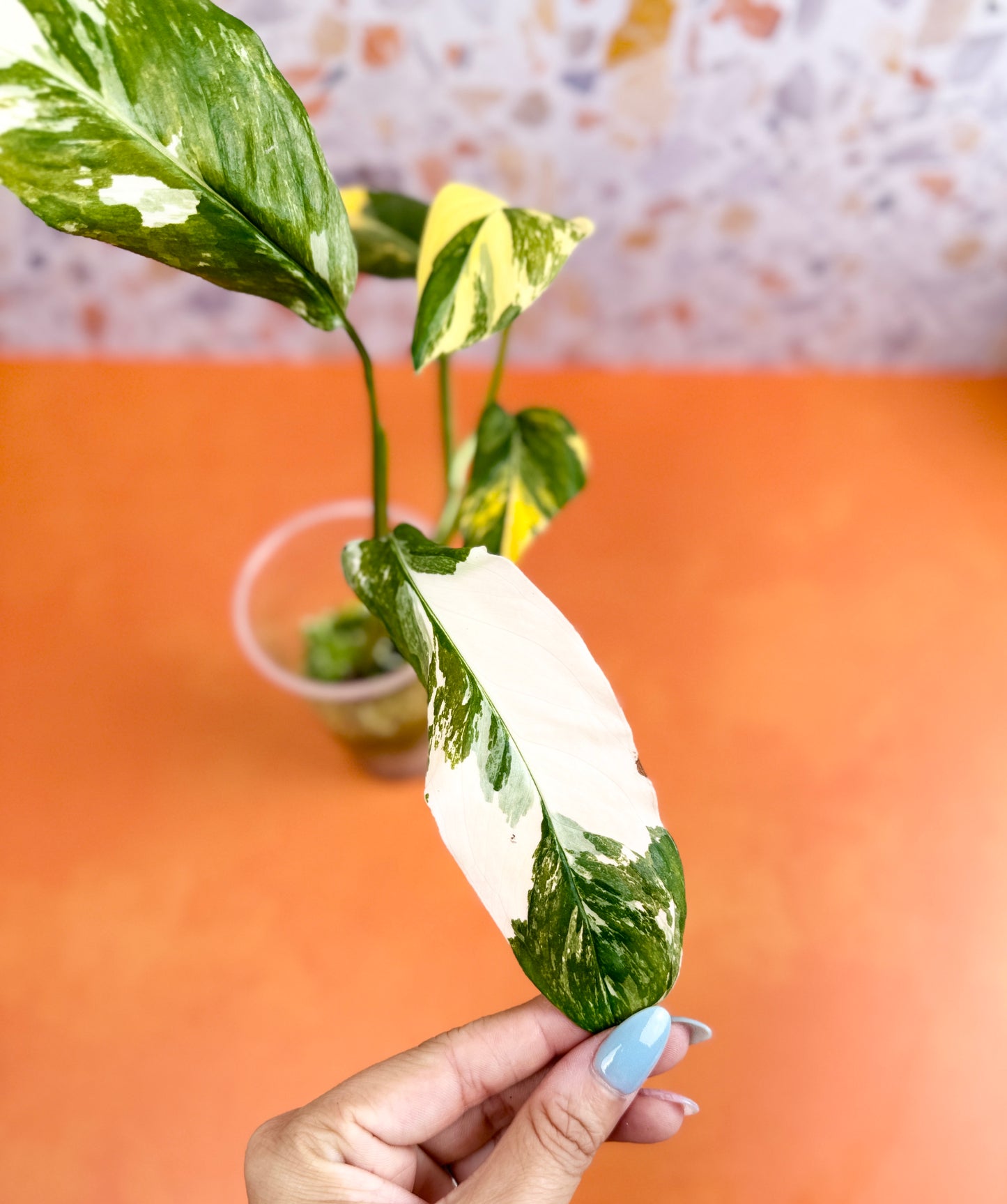 Monstera Lechleriana Variegated - AroidzOasis