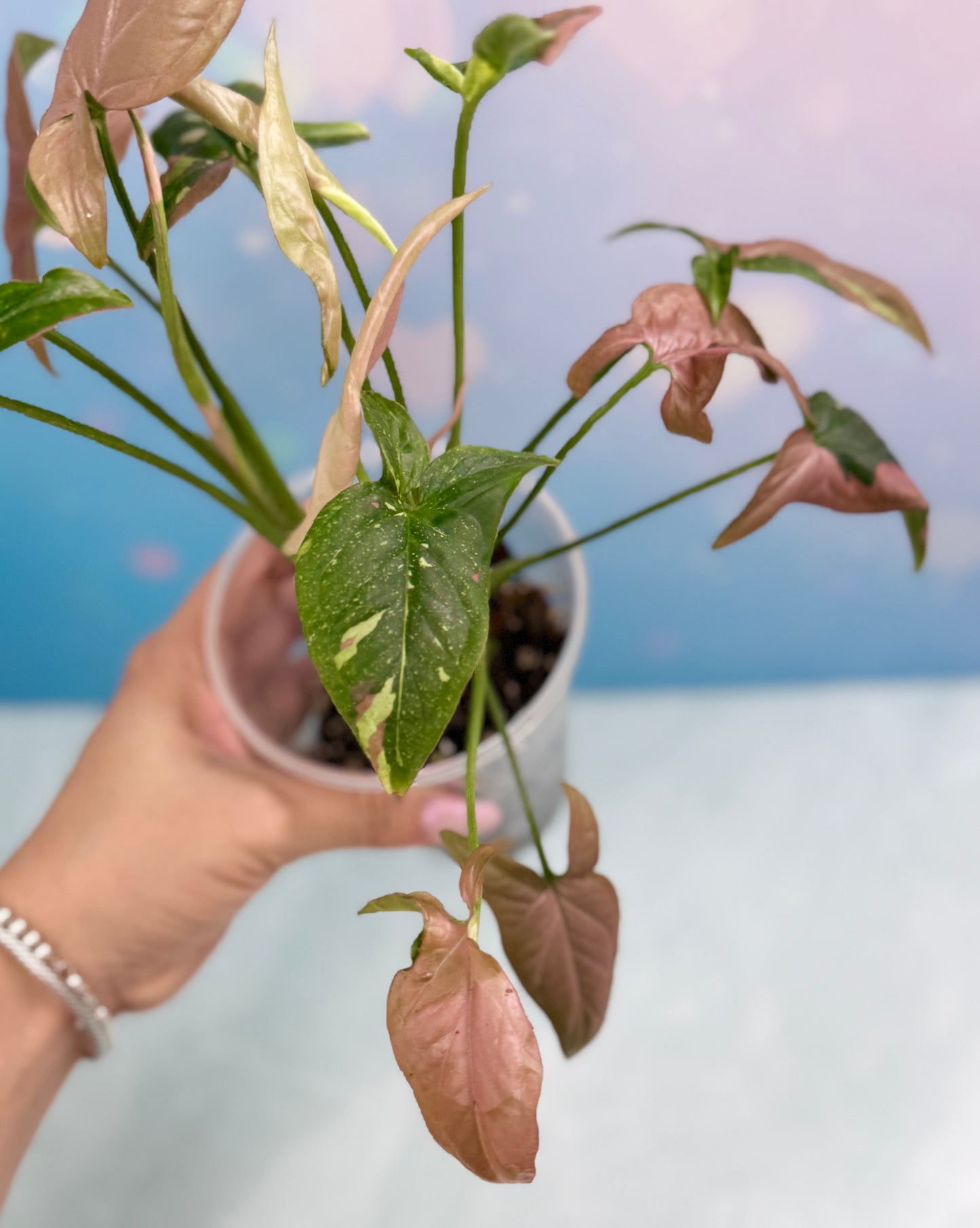 Syngonium Red Spot Tri-Color Bushel