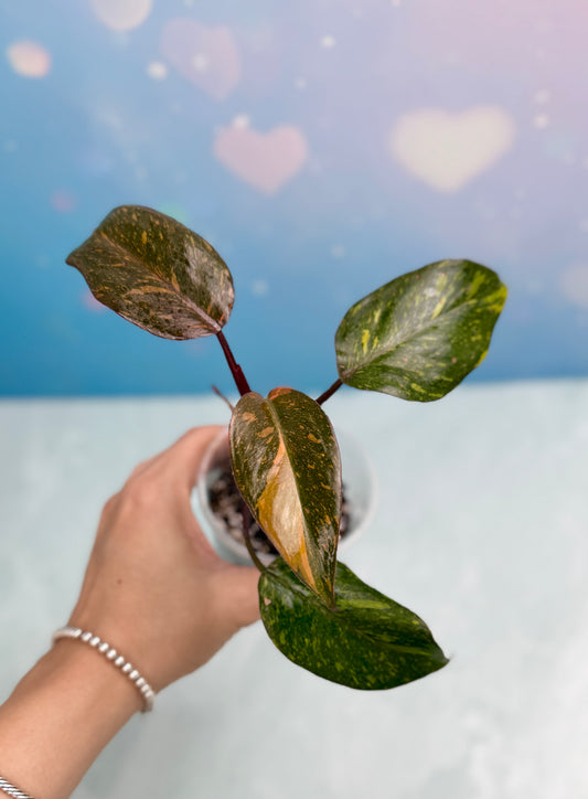 Philodendron Orange Princess