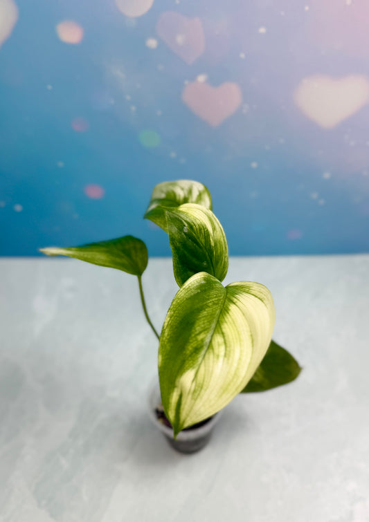 Scindapsus White Monster