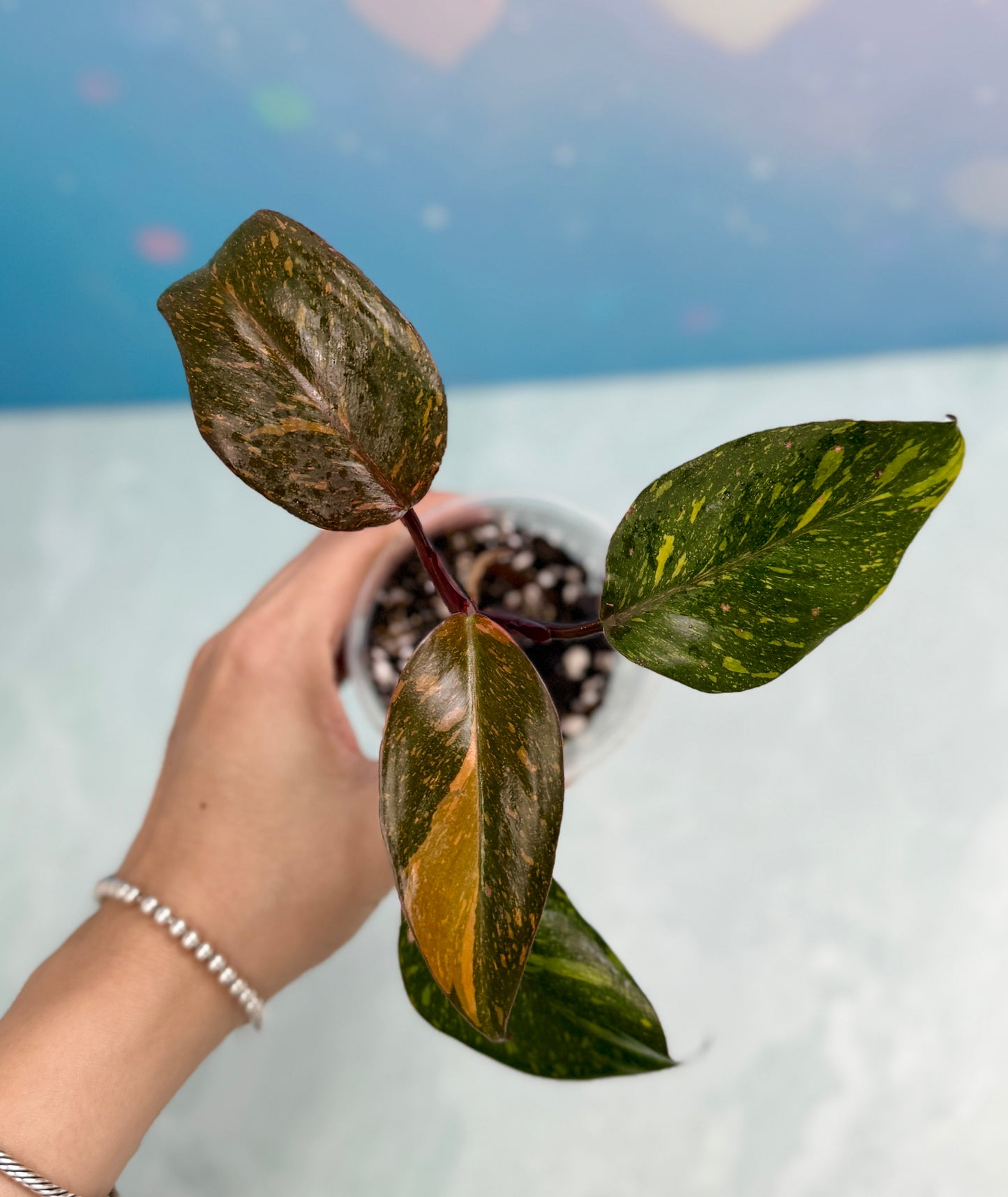 Philodendron Orange Princess