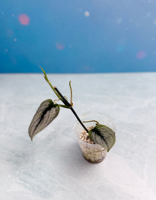 Scindapsus Super Silver