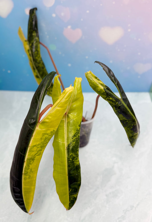 Philodendron Billietiae Variegated