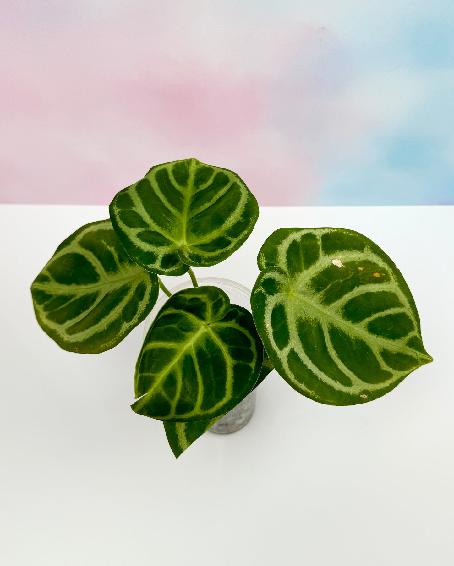 Anthurium Doyraki Silver - AroidzOasis