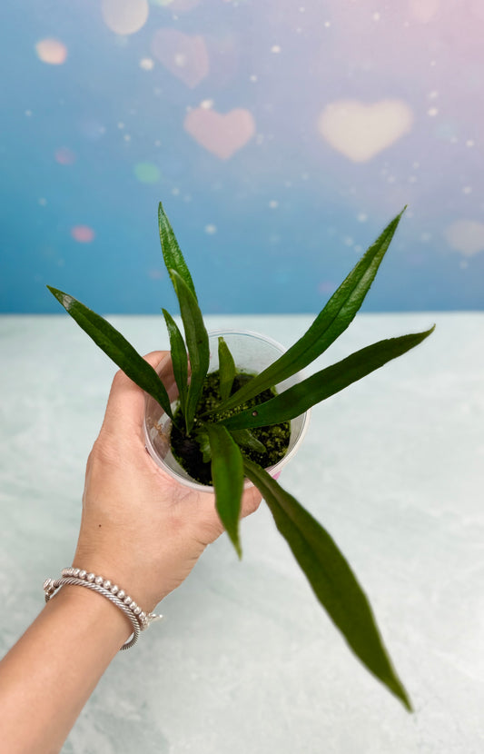 Blue Oil Fern Microsorum Thailandicum