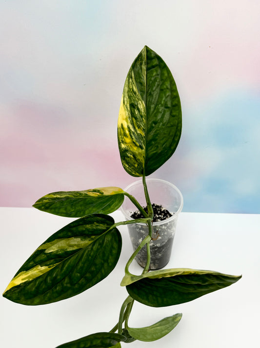 Monstera Peru Variegated