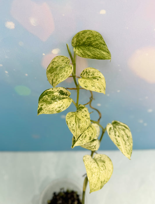 Scindapsus Creme Brulee