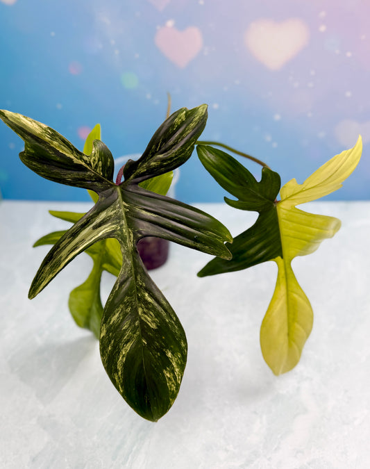 Florida Beauty Variegated