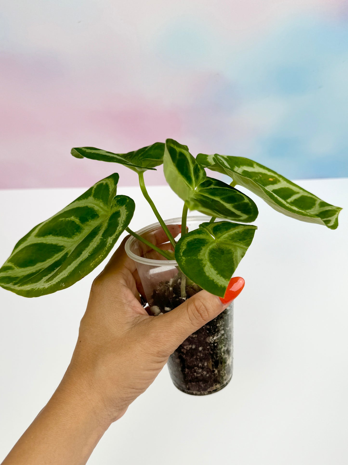 Anthurium Doyraki Silver - AroidzOasis