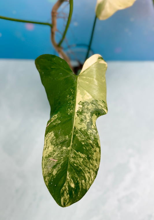 Philodendron Bipennifolium Variegated 'Violin'