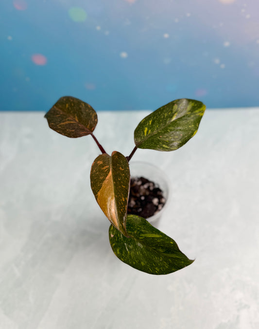 Philodendron Orange Princess