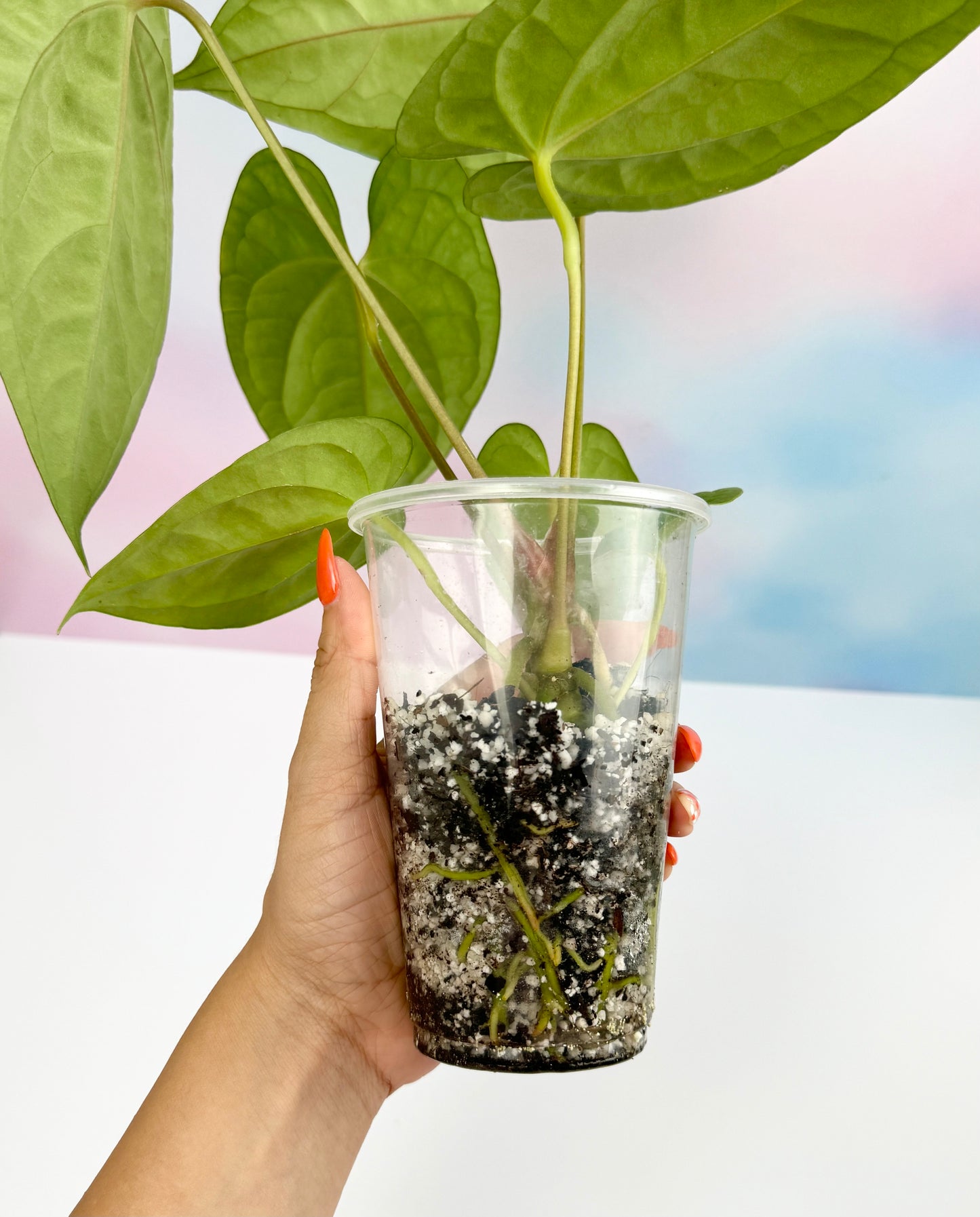 Anthurium Dark Phoenix x Luxurians - AroidzOasis