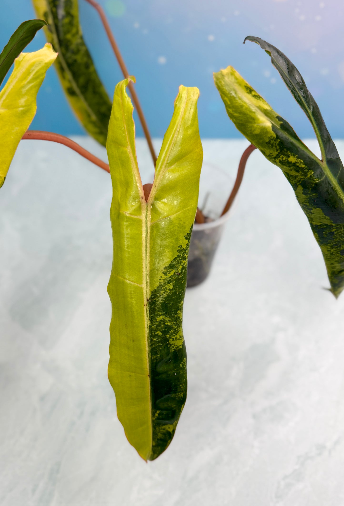Philodendron Billietiae Variegated