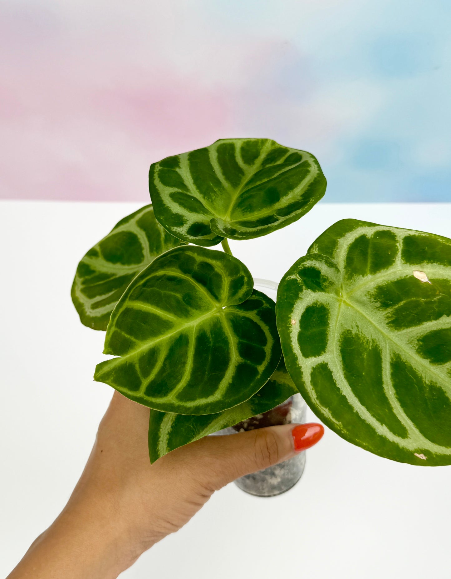 Anthurium Doyraki Silver - AroidzOasis
