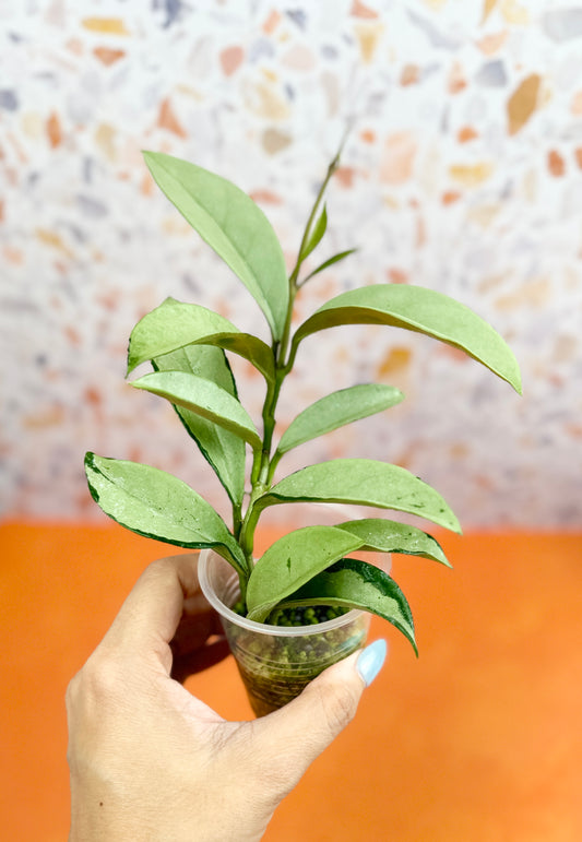 Hoya Silver Moon - AroidzOasis