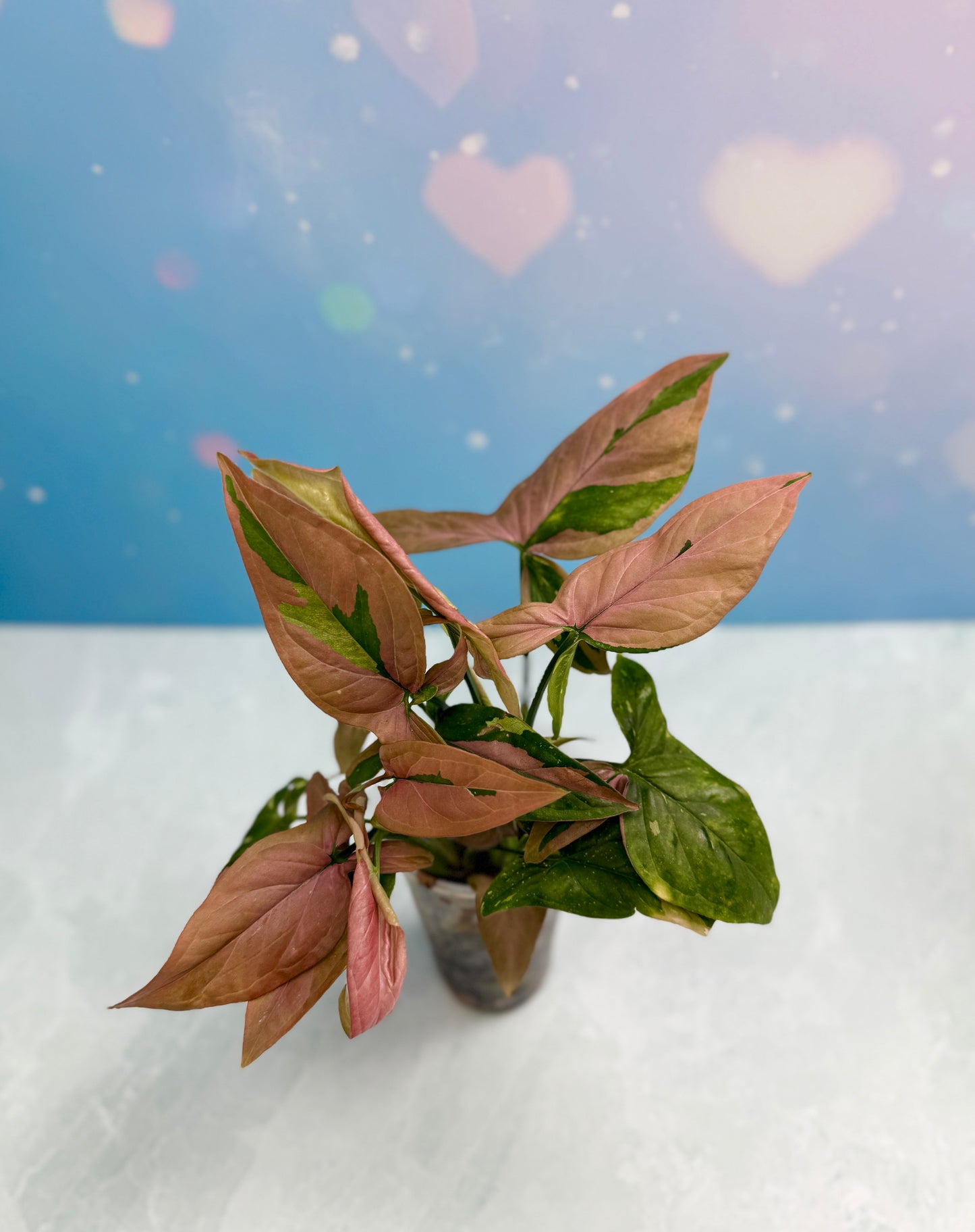 Syngonium Red Spot Tri-Color Bushel