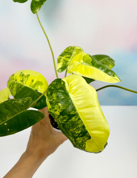 Philodendron Burle Marx Variegated - AroidzOasis